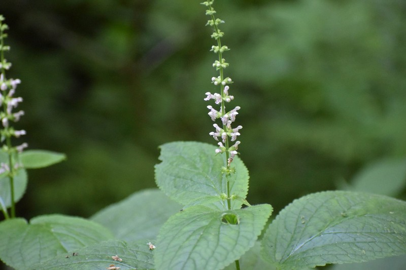 Heartleaf Hedgenettle photo 4