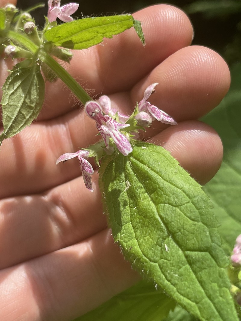Heartleaf Hedgenettle photo 5