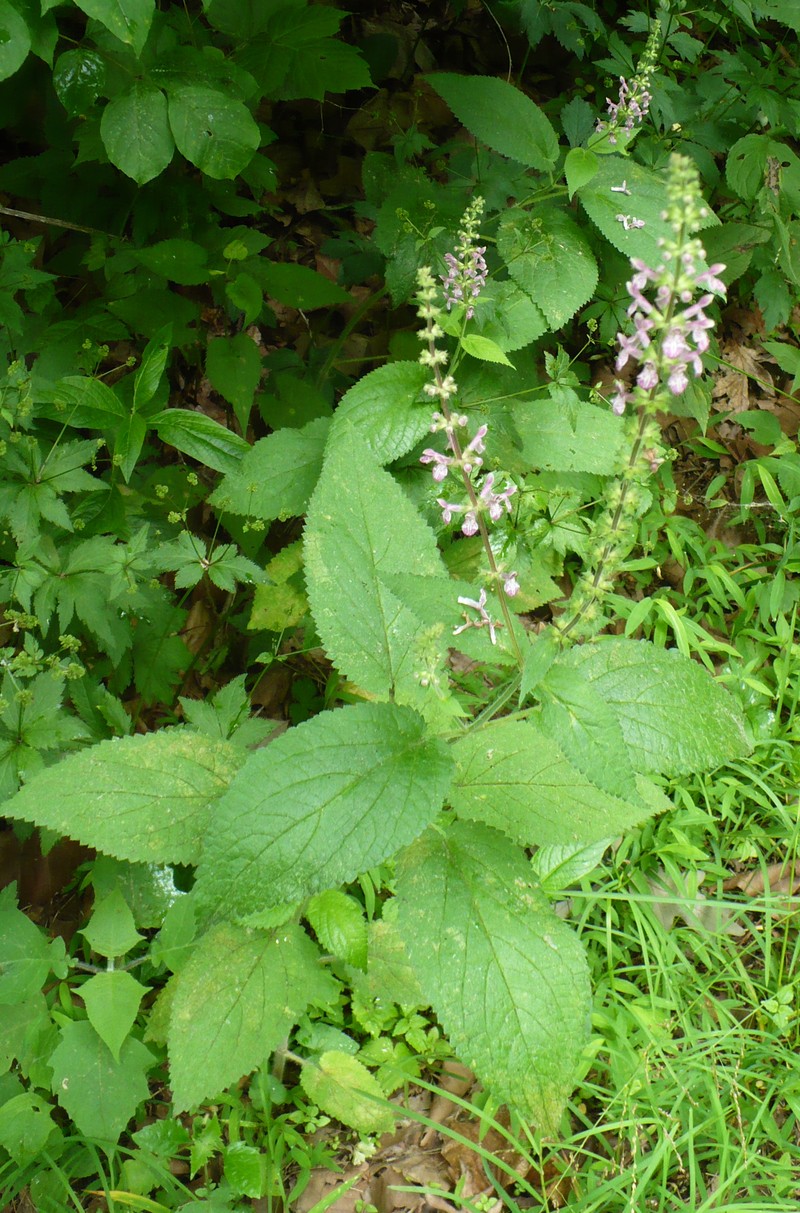 Heartleaf Hedgenettle photo 6