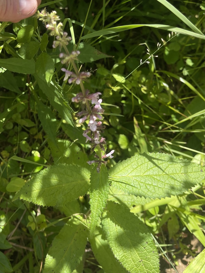 Heartleaf Hedgenettle photo 7
