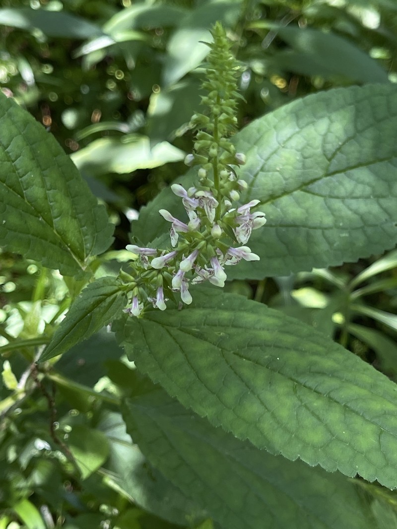 Heartleaf Hedgenettle photo 8