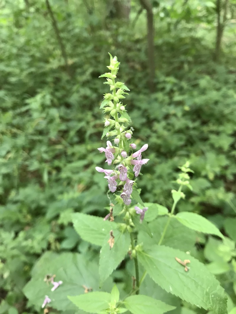 Heartleaf Hedgenettle