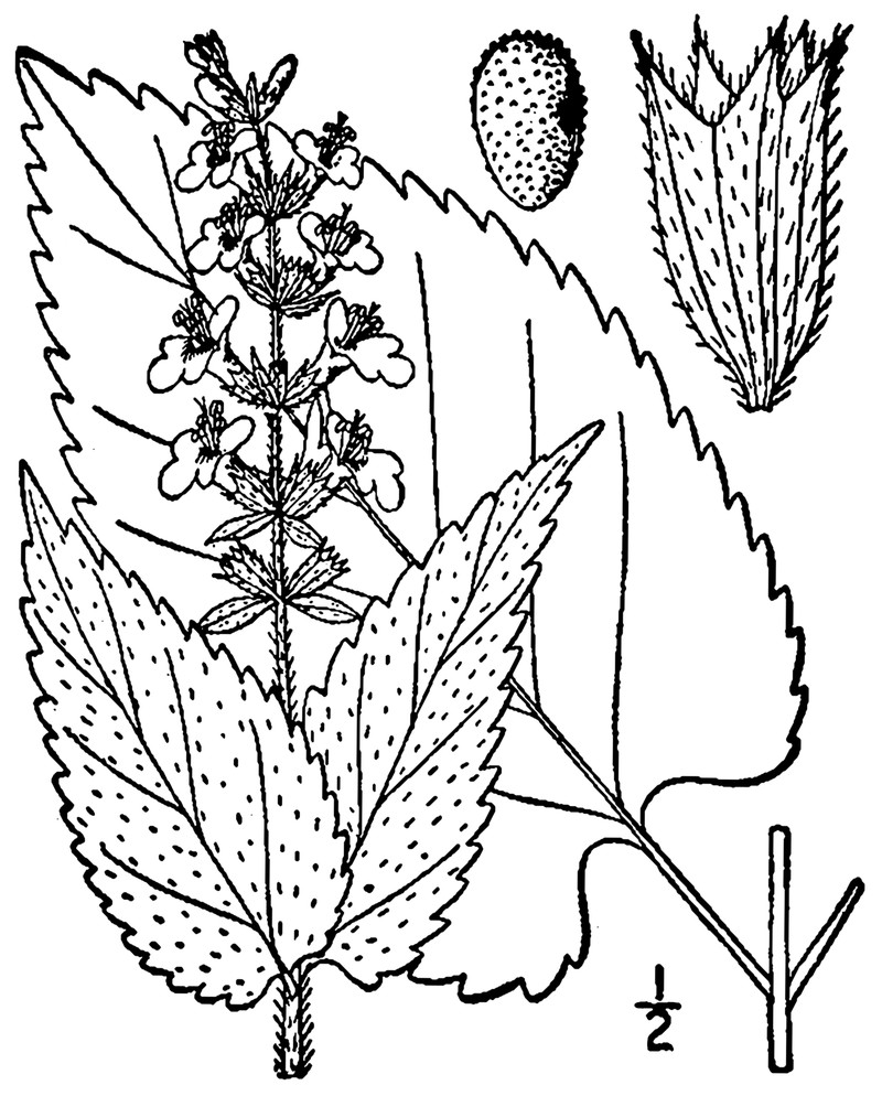Heartleaf Hedgenettle photo 2