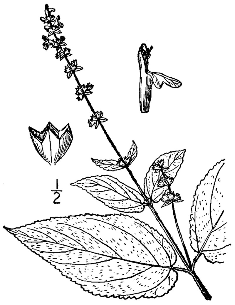 Heartleaf Hedgenettle photo 3