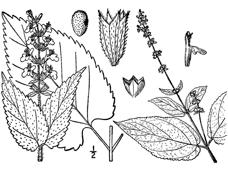 Heartleaf Hedgenettle photo 4