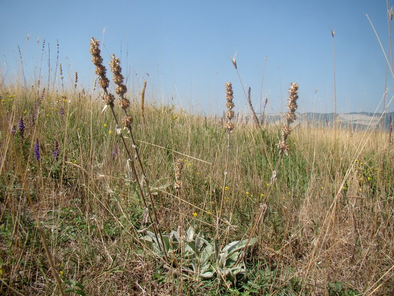 Stachys cretica