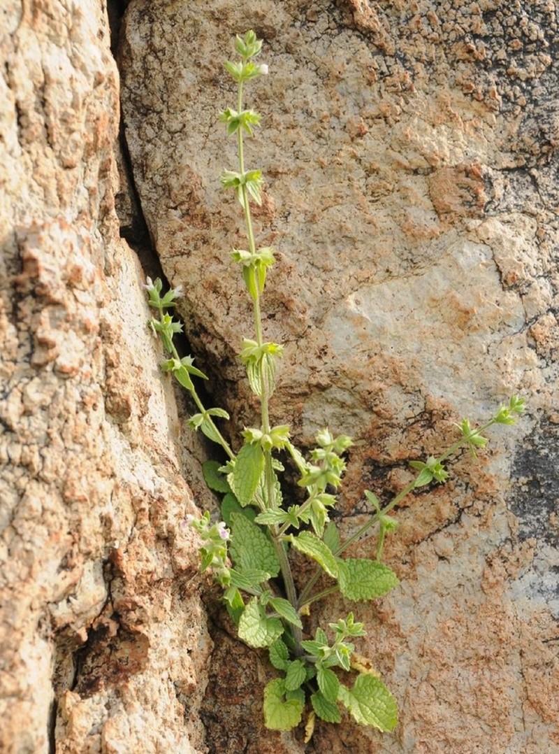 Stachys cuhacioglui