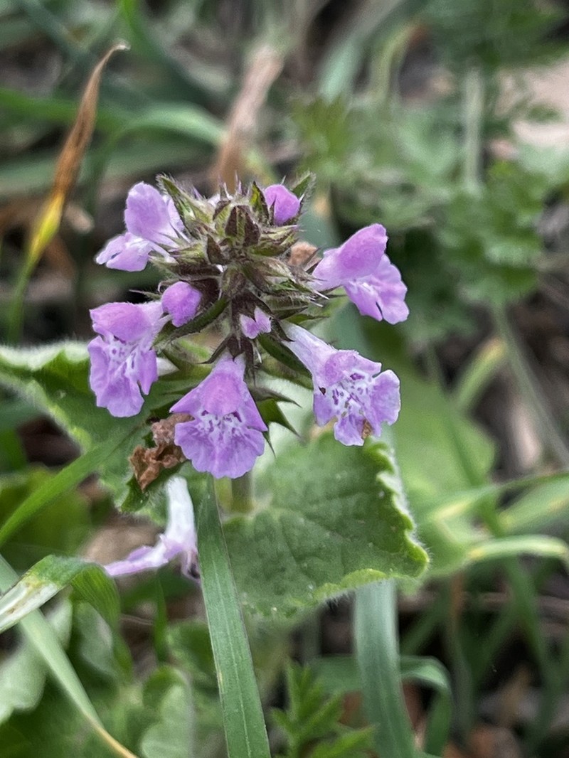 Drummond's Hedgenettle