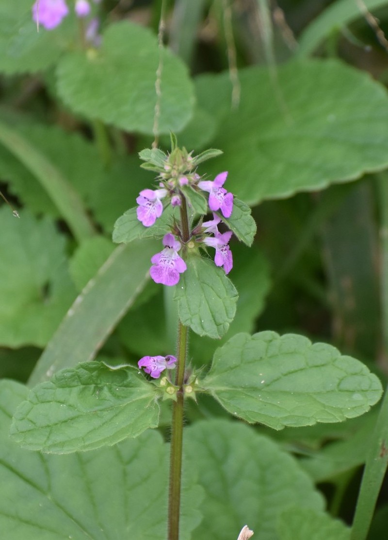 Drummond's Hedgenettle photo 2