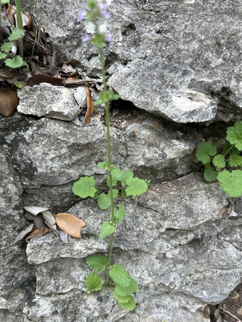 Drummond's Hedgenettle photo 3