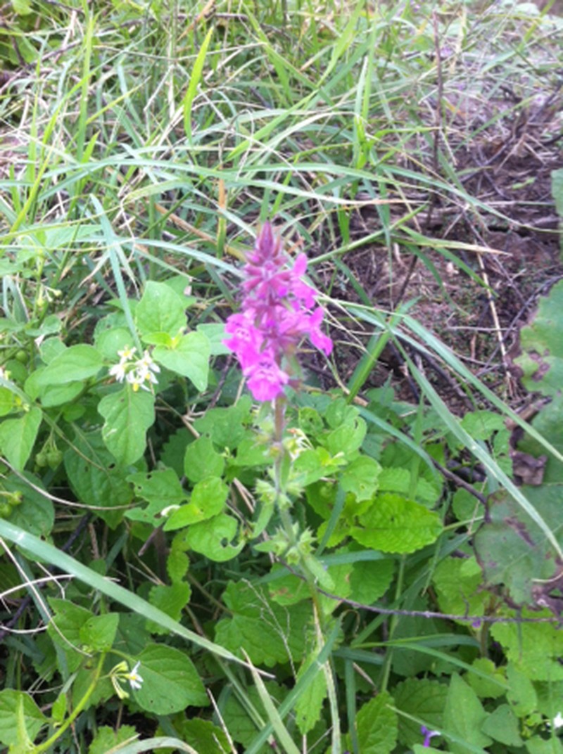 Drummond's Hedgenettle photo 4