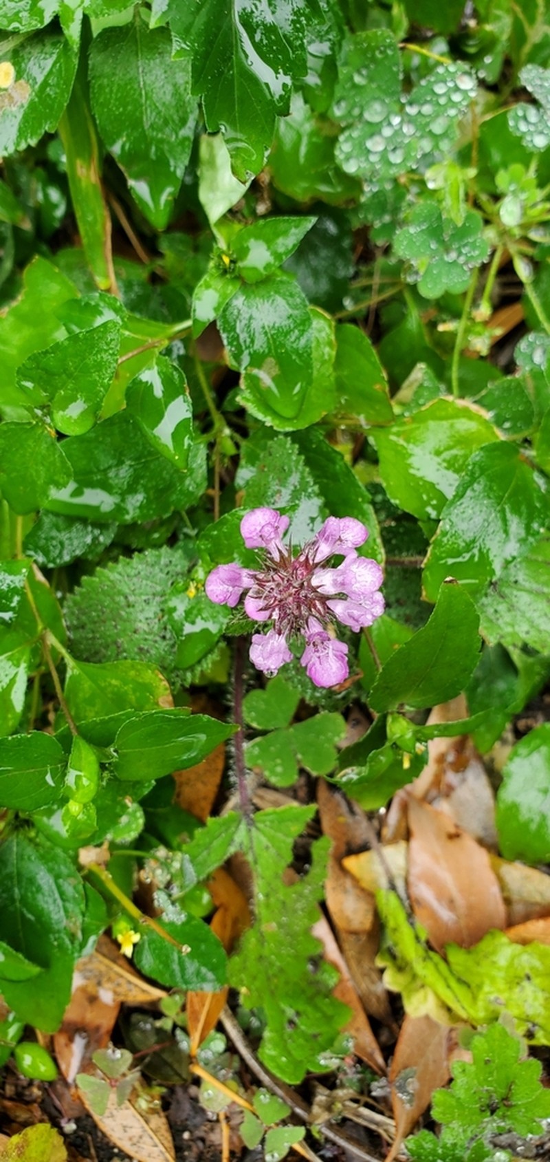 Drummond's Hedgenettle photo 7