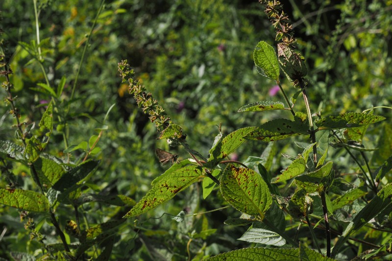 Epling's Hedgenettle