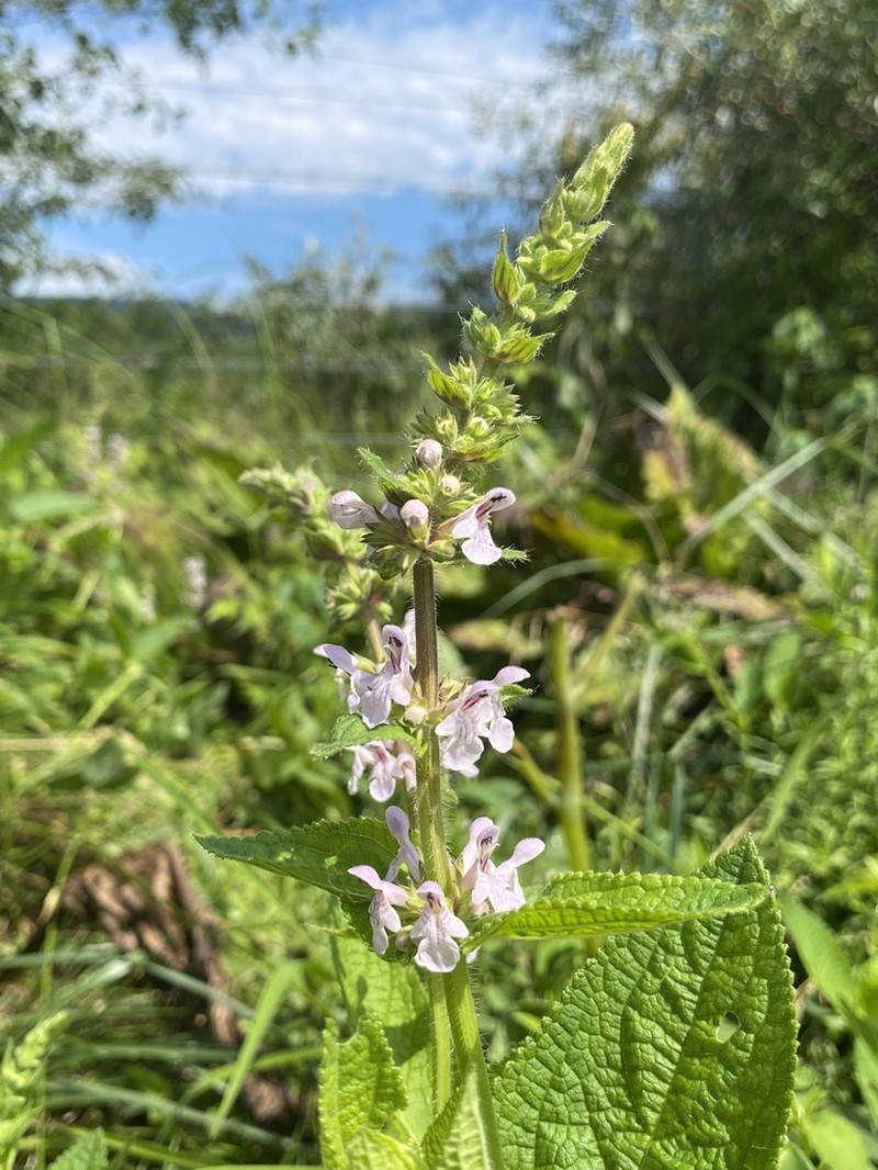 Epling's Hedgenettle photo 3