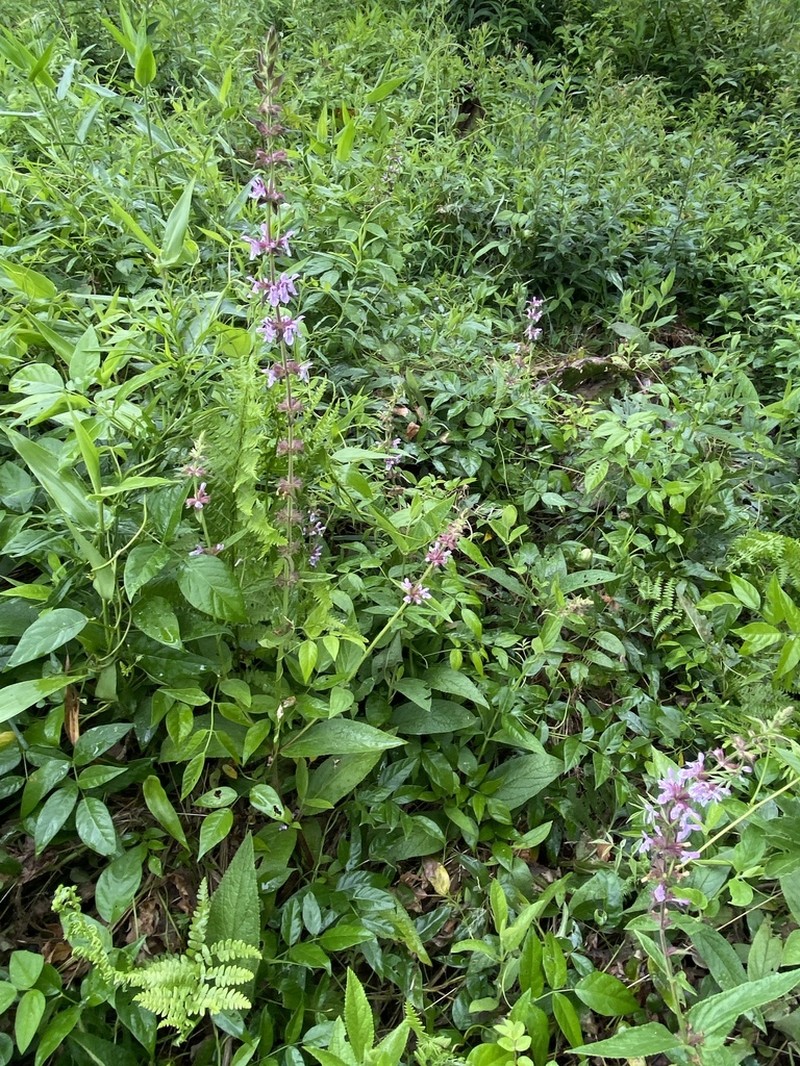 Epling's Hedgenettle photo 5