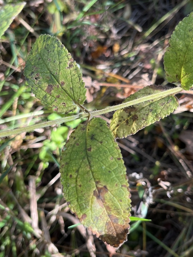 Epling's Hedgenettle photo 6