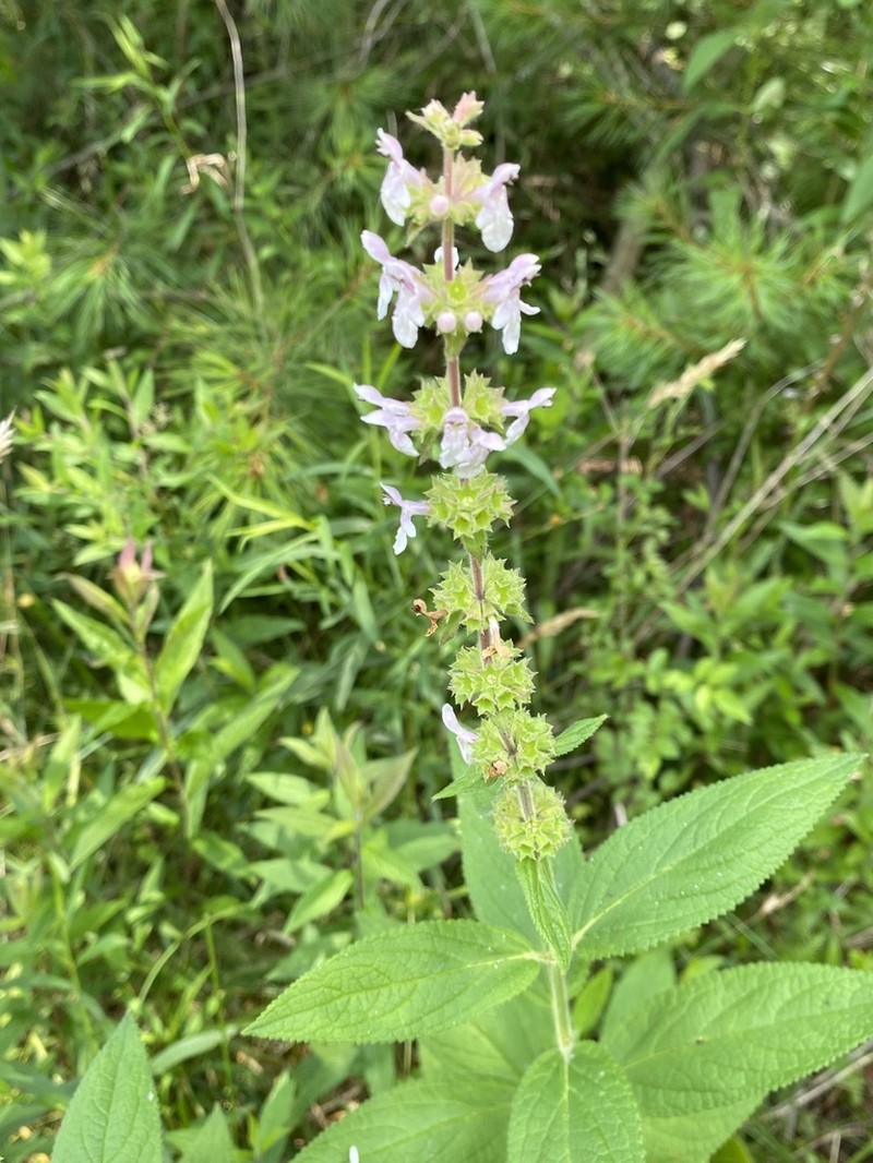 Epling's Hedgenettle photo 7