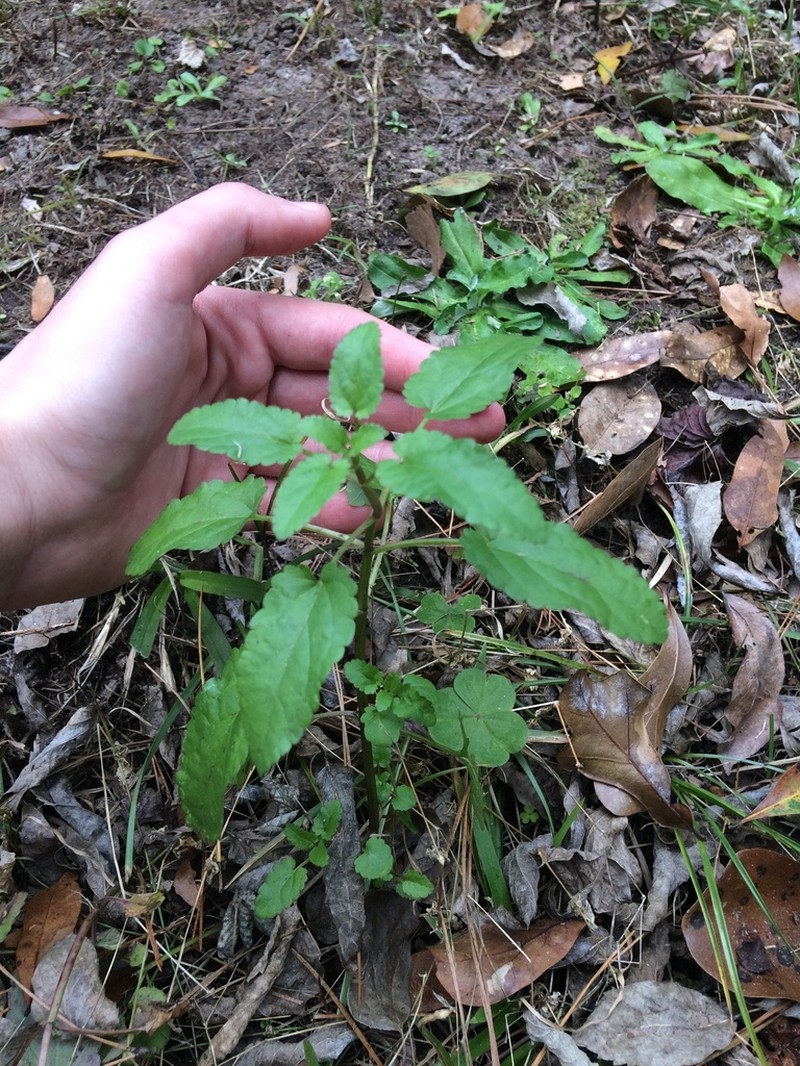 Florida Hedgenettle photo 3