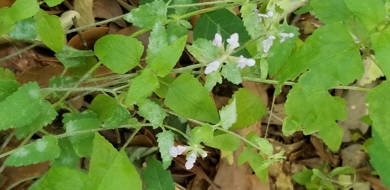Florida Hedgenettle photo 4