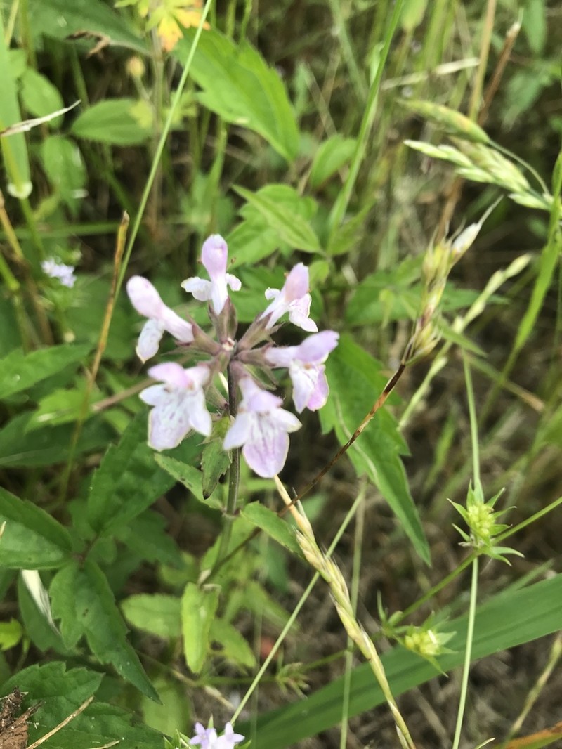 Florida Hedgenettle photo 5