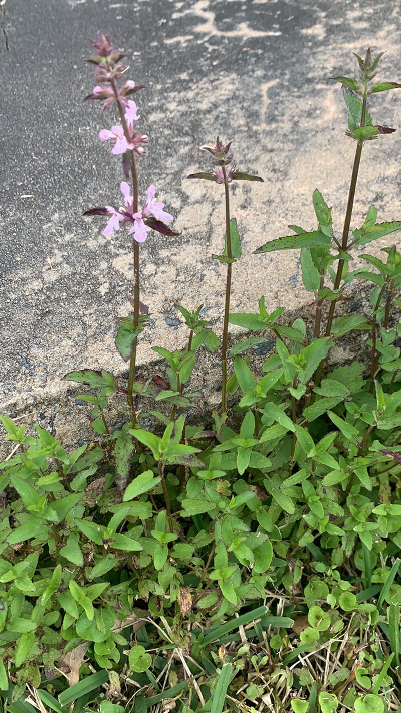 Florida Hedgenettle photo 6