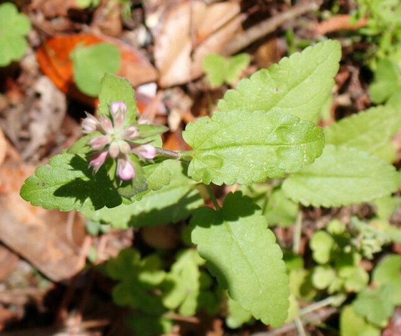 Florida Hedgenettle photo 7