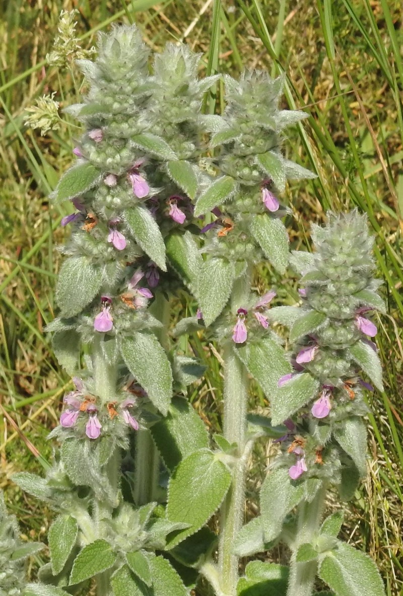 German Hedgenettle photo 5