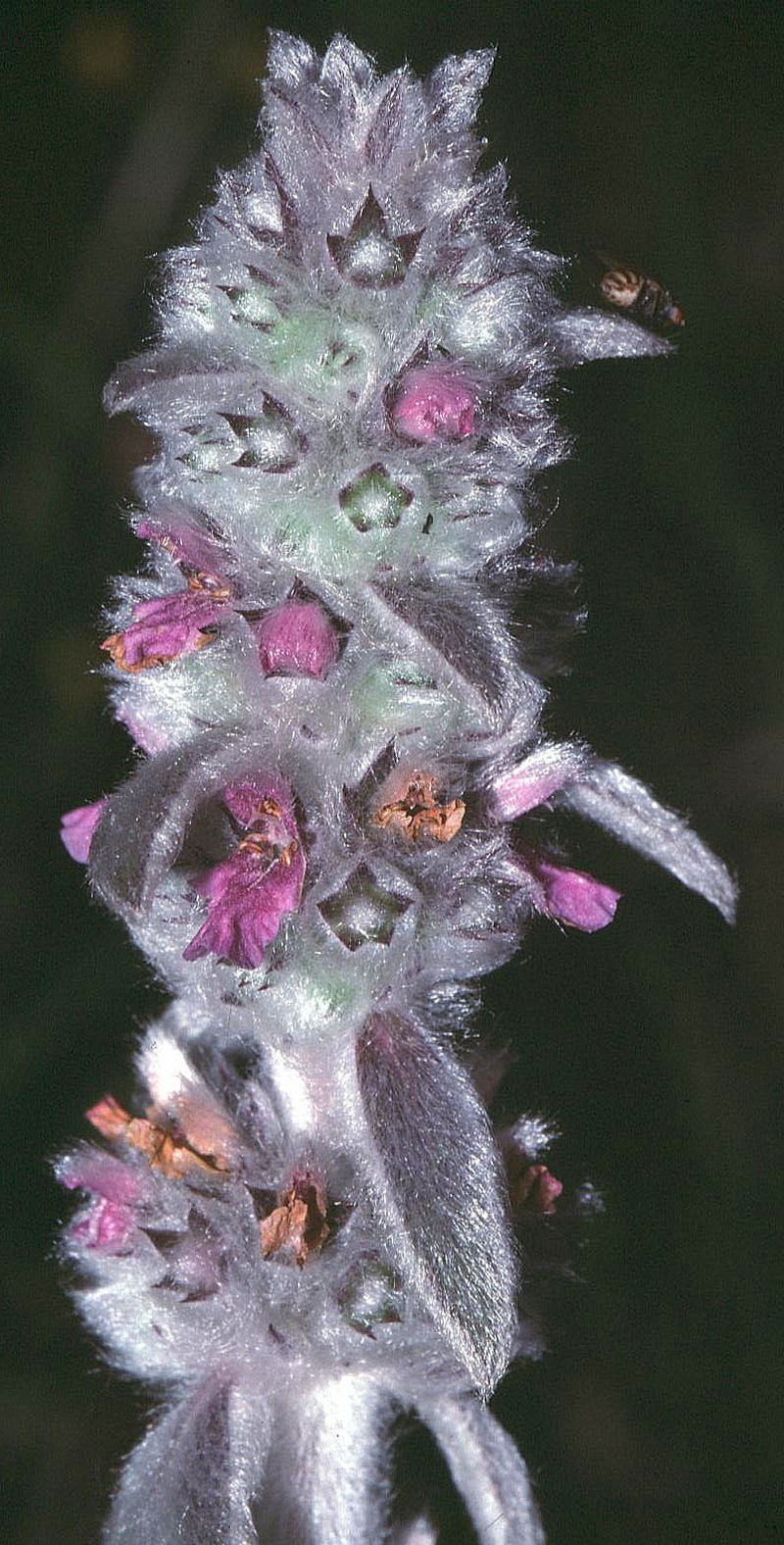 German Hedgenettle