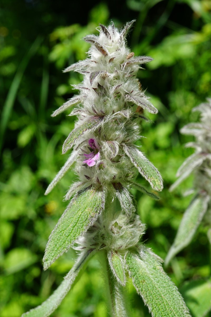 German Hedgenettle photo 6