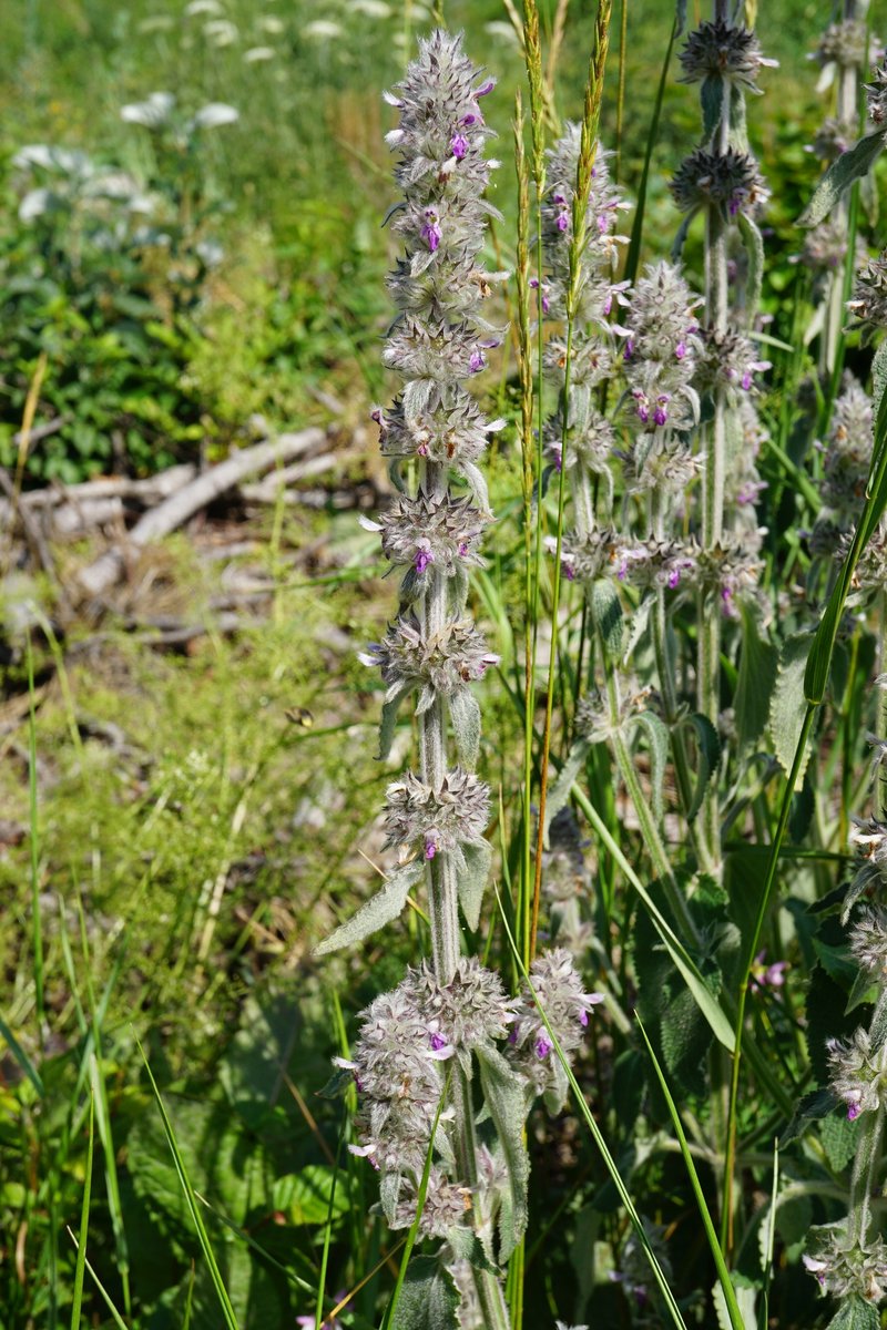 German Hedgenettle photo 7
