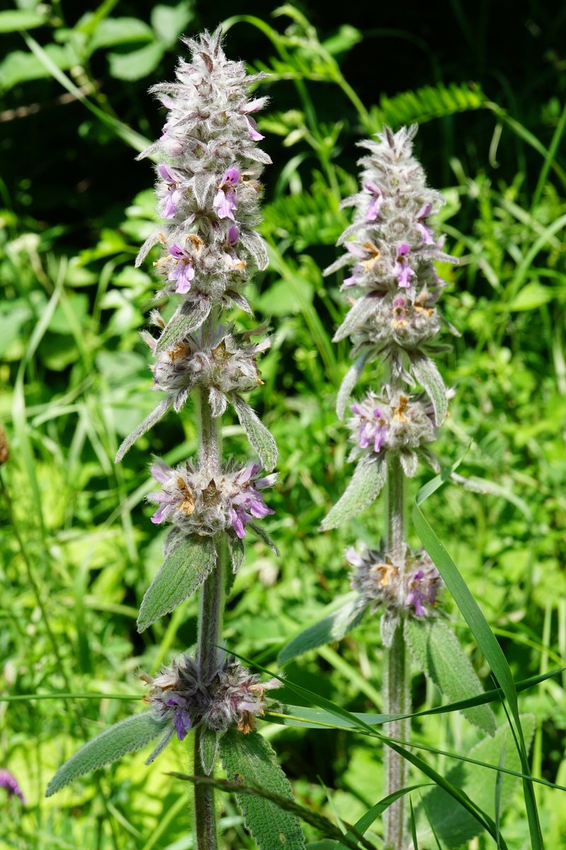 German Hedgenettle photo 8