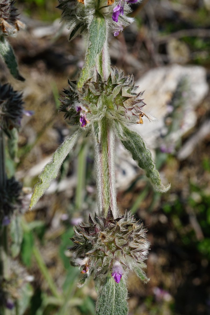 German Hedgenettle photo 9