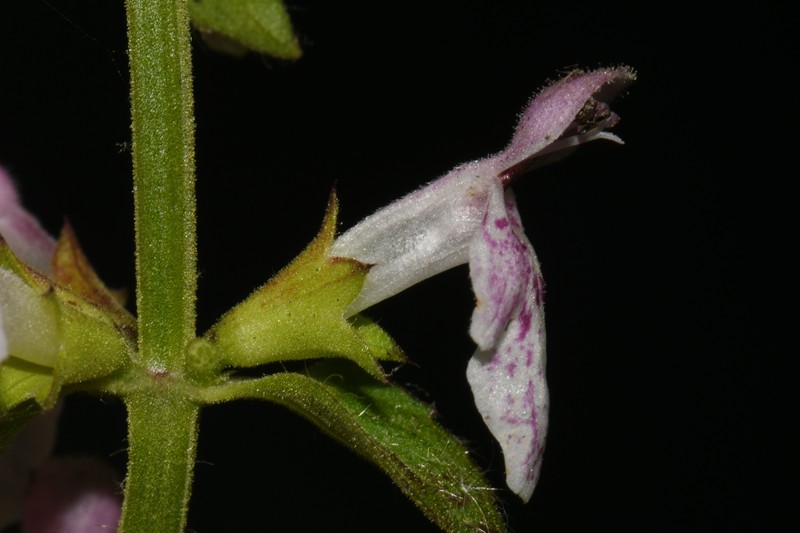 Stachys glandulosissima photo 2