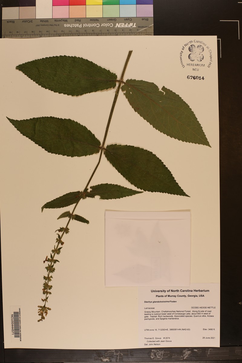 Stachys glandulosissima photo 3