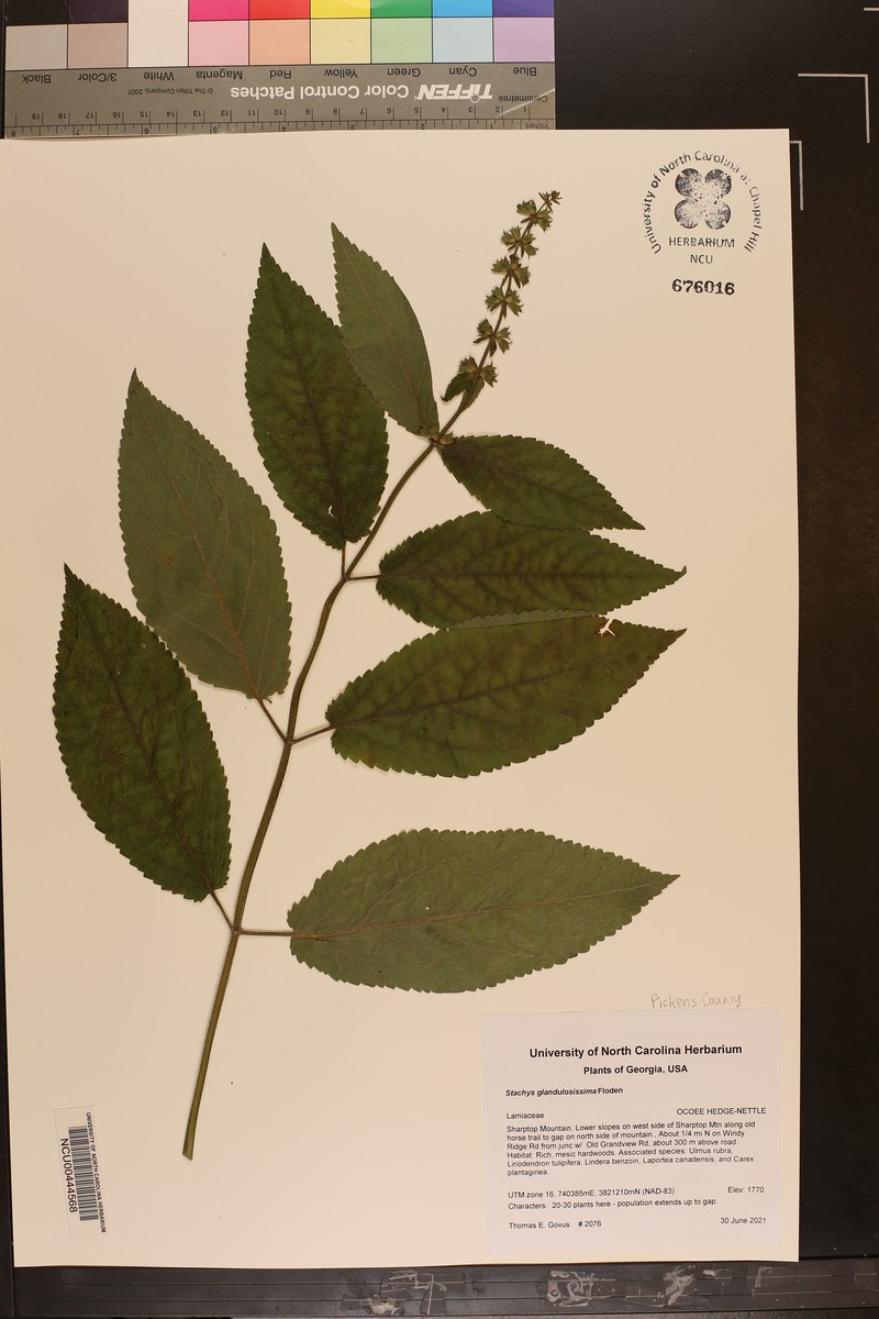 Stachys glandulosissima photo 4
