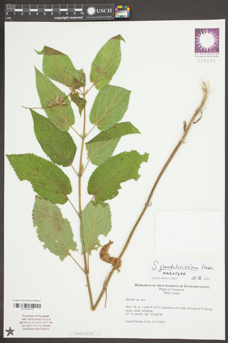 Stachys glandulosissima photo 5