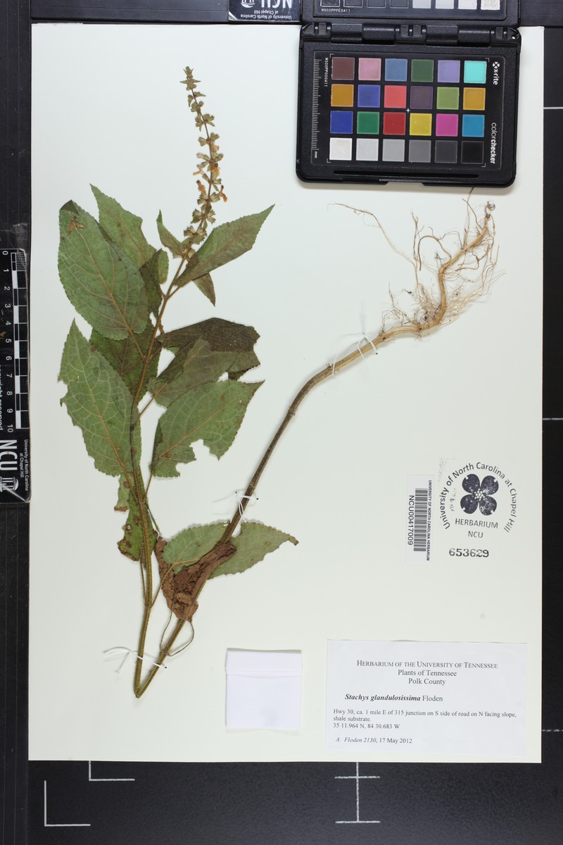 Stachys glandulosissima photo 6