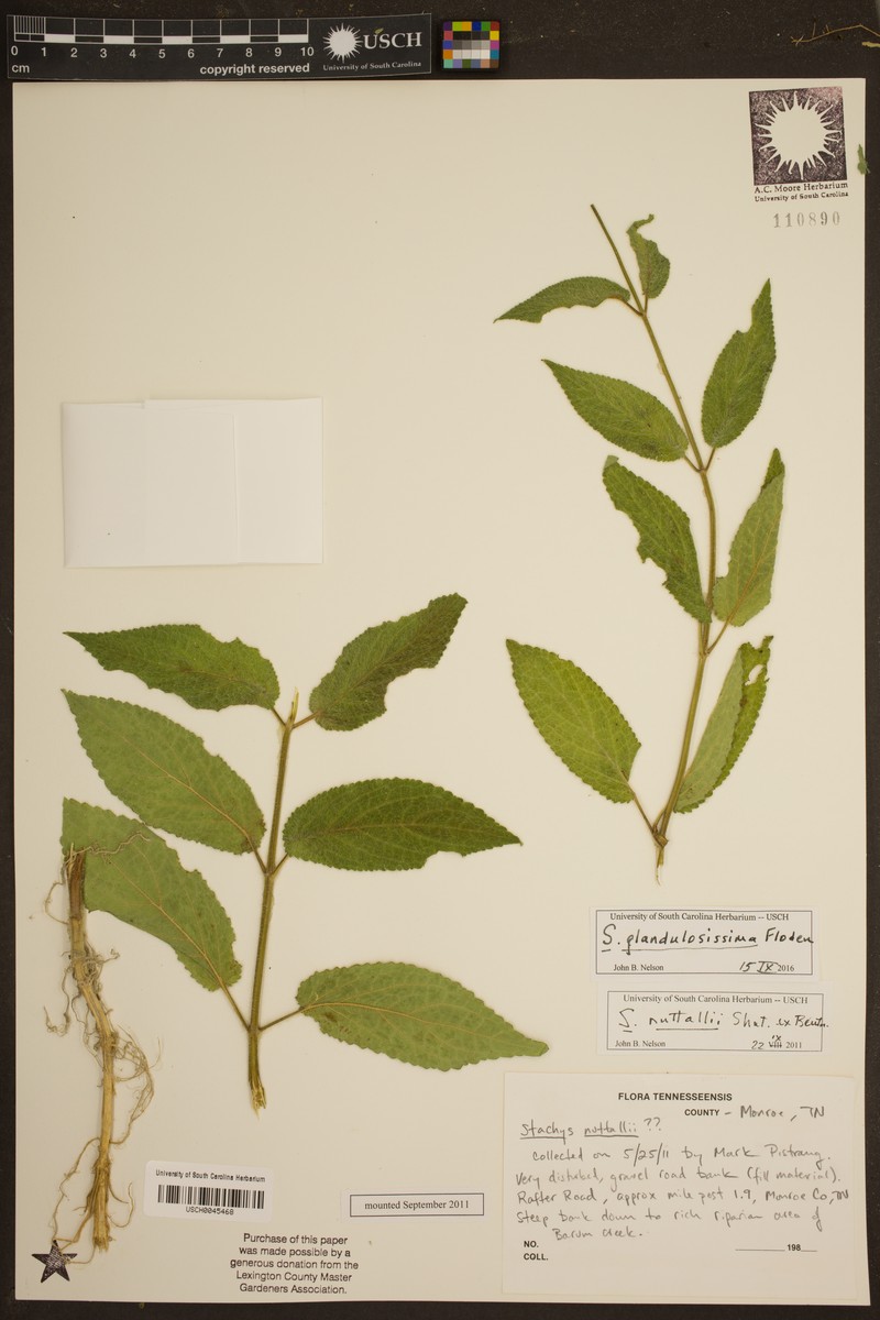 Stachys glandulosissima photo 7