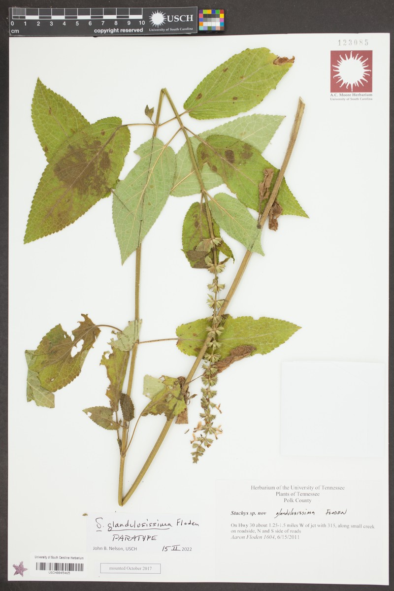 Stachys glandulosissima photo 8