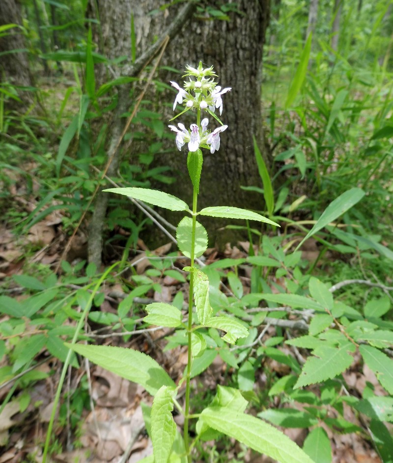 Stachys hispida