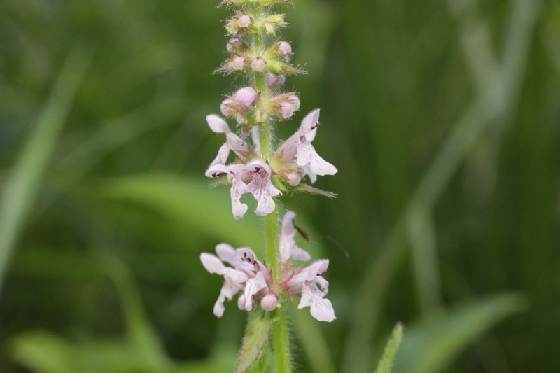 Stachys hispida photo 2