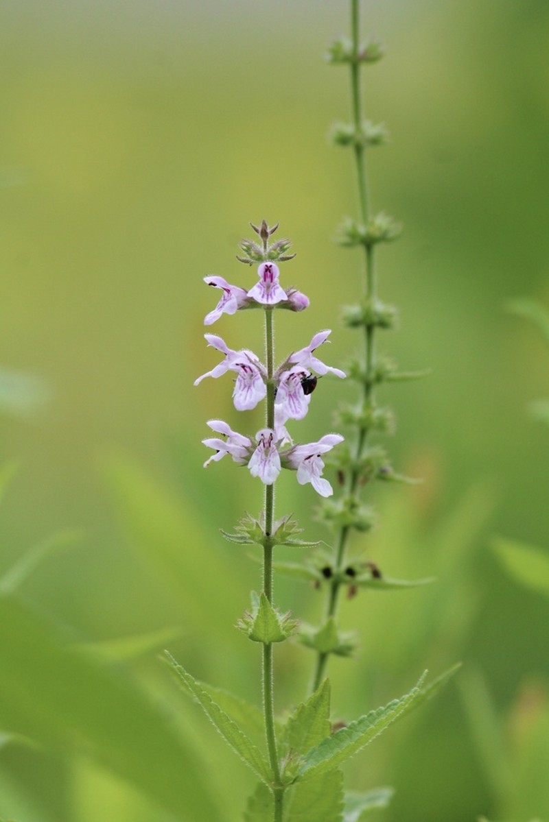 Stachys hispida photo 3