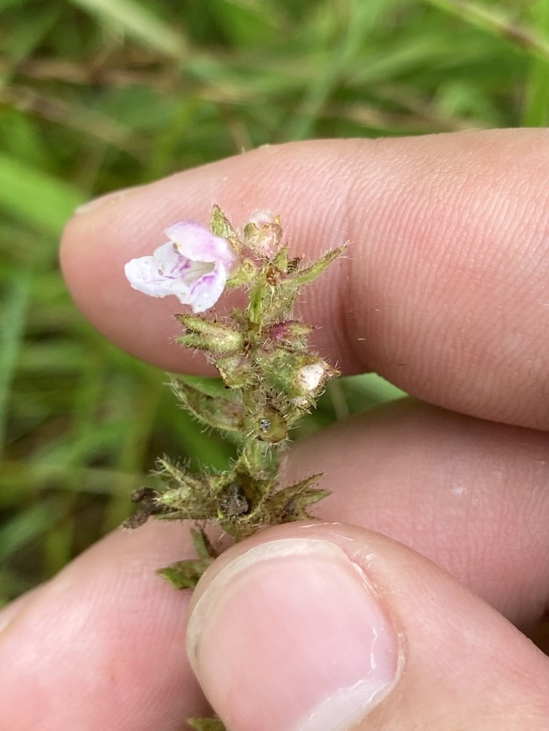 Stachys hispida photo 4