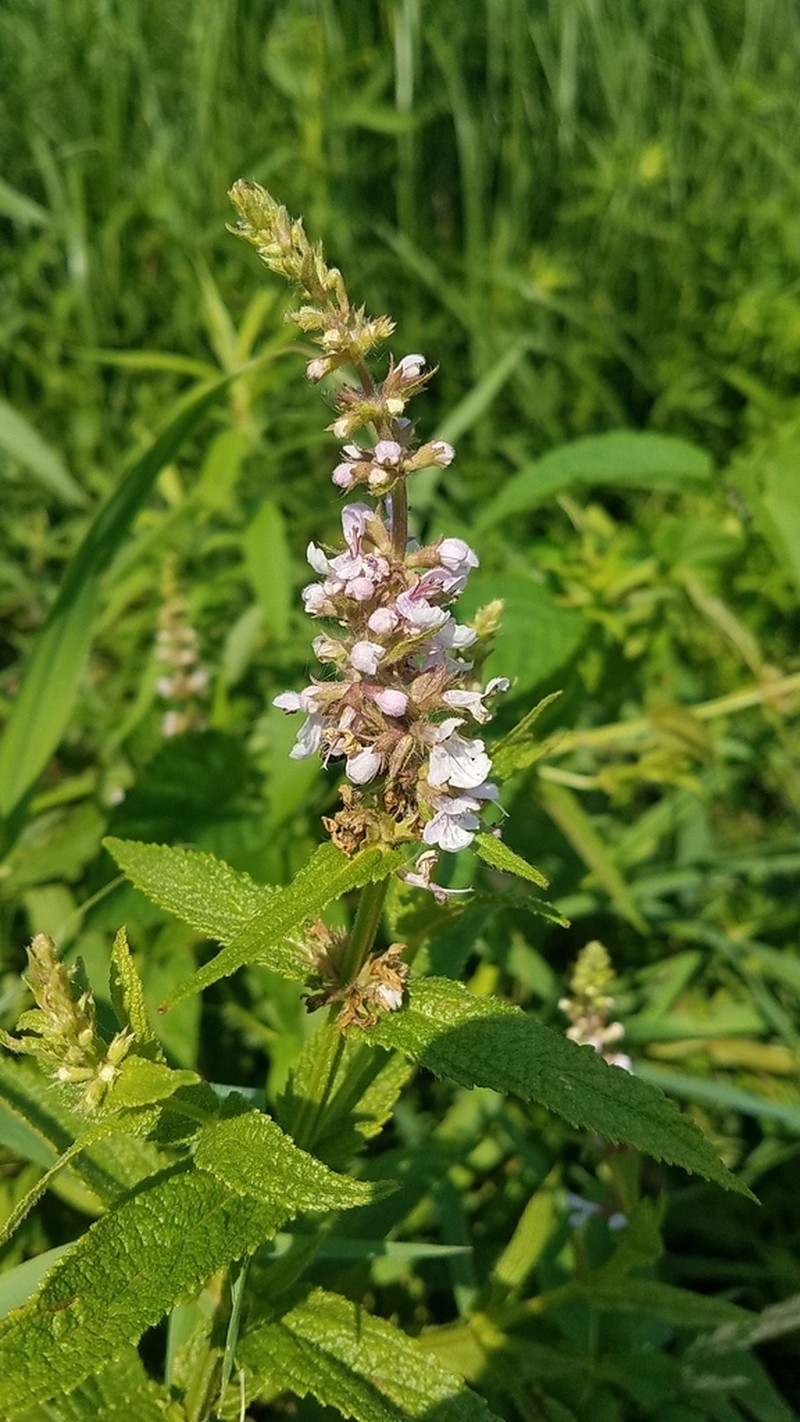 Stachys hispida photo 5