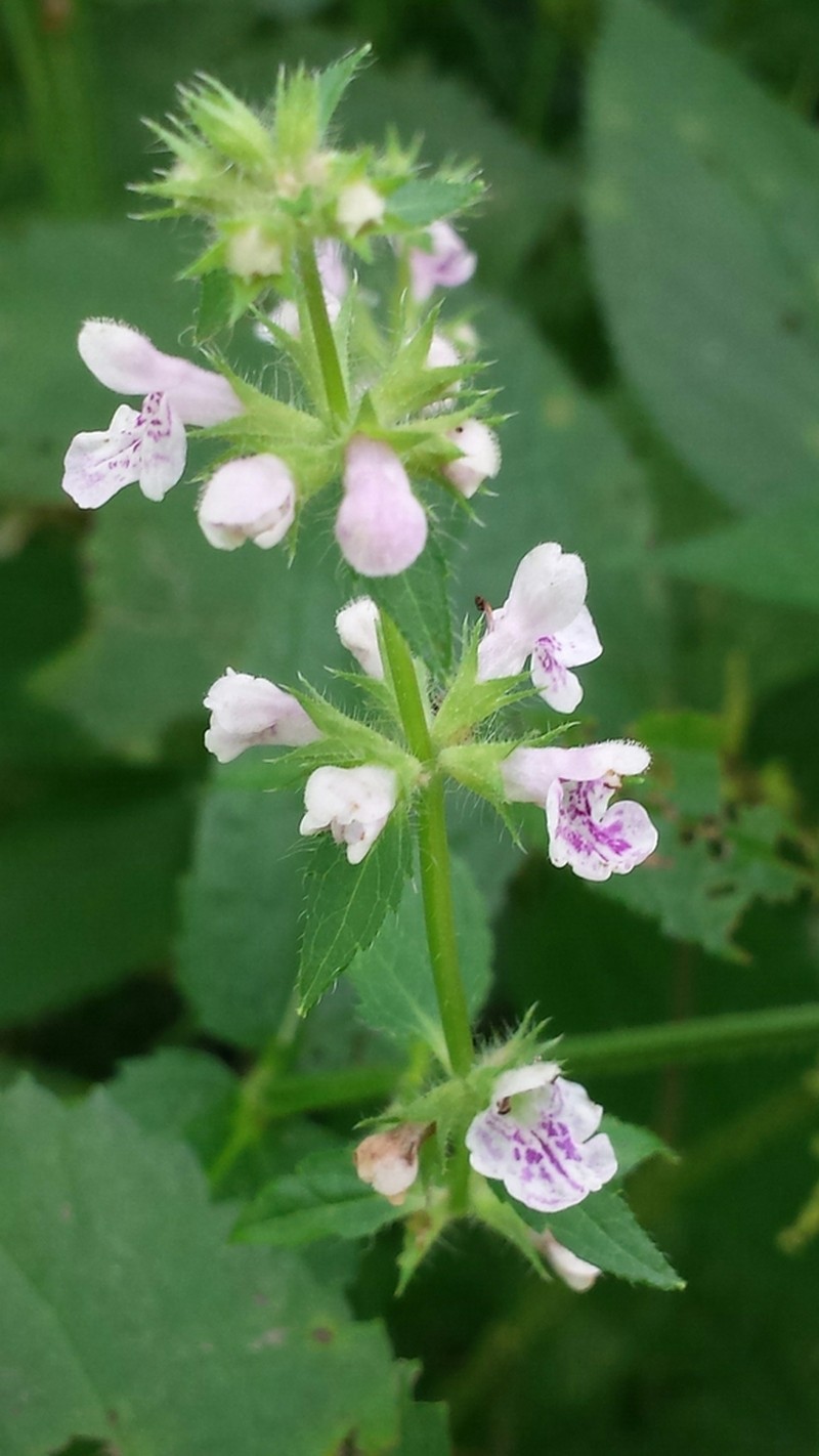 Stachys hispida photo 6