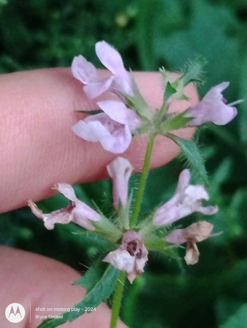 Stachys hispida photo 7