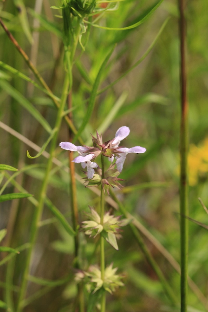 Hyssopleaf Hedgenettle photo 3