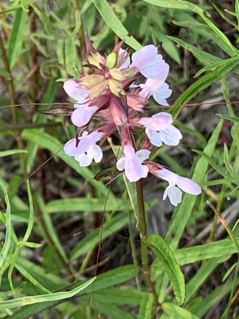 Hyssopleaf Hedgenettle photo 4