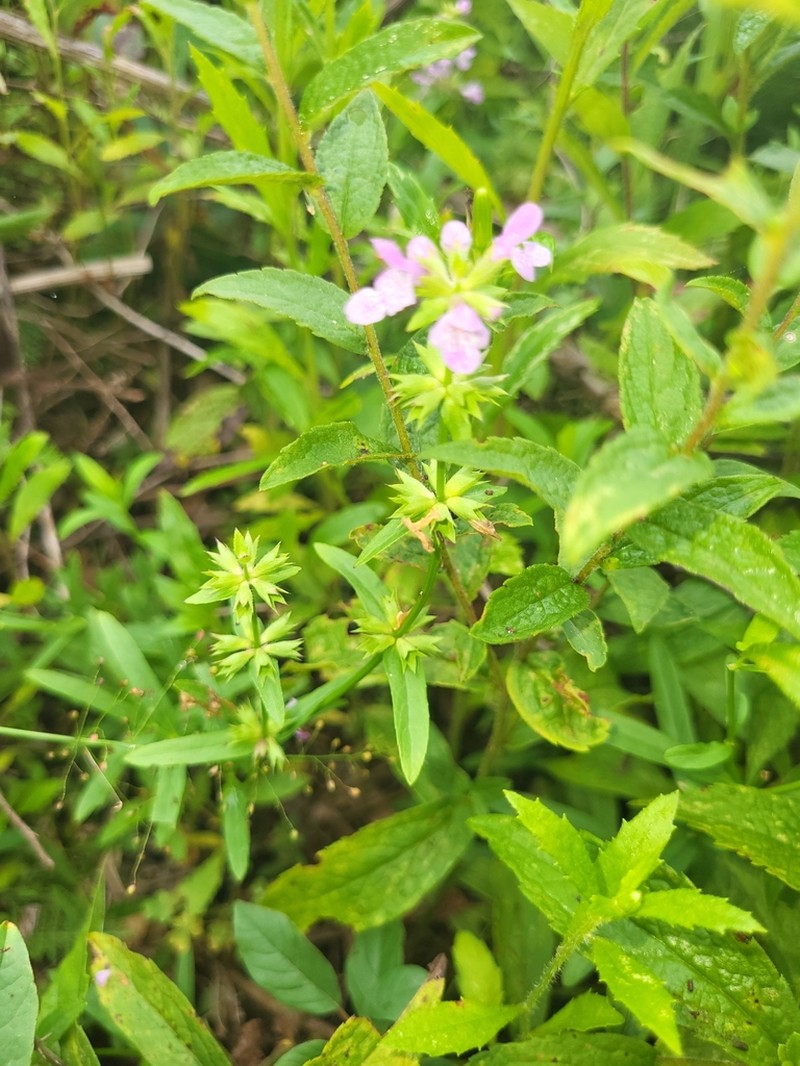 Hyssopleaf Hedgenettle photo 5