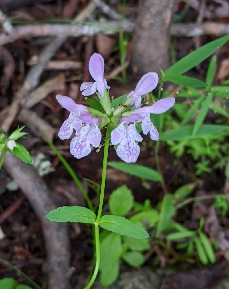 Hyssopleaf Hedgenettle photo 6